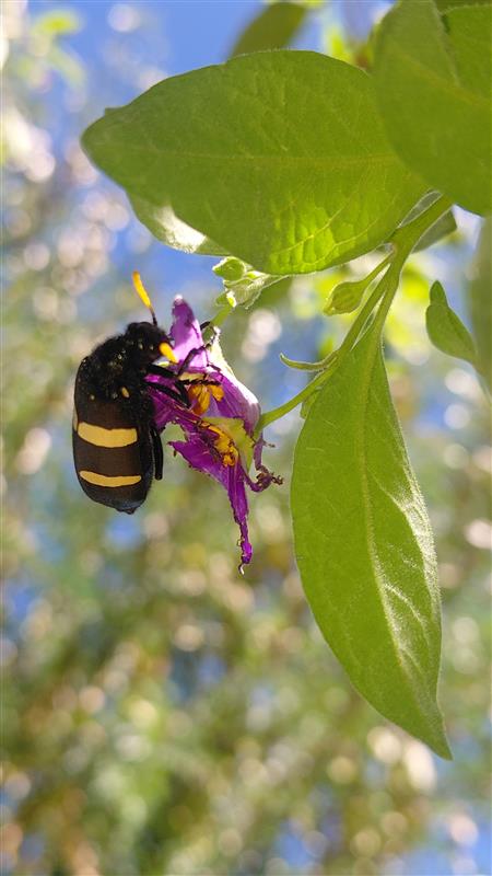 <em>Hycleus oculatus</em>; CMR Blisterbeetle