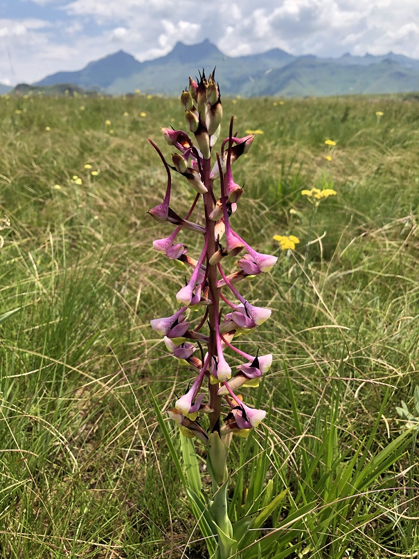 <em>Disa cooperi</em> flower