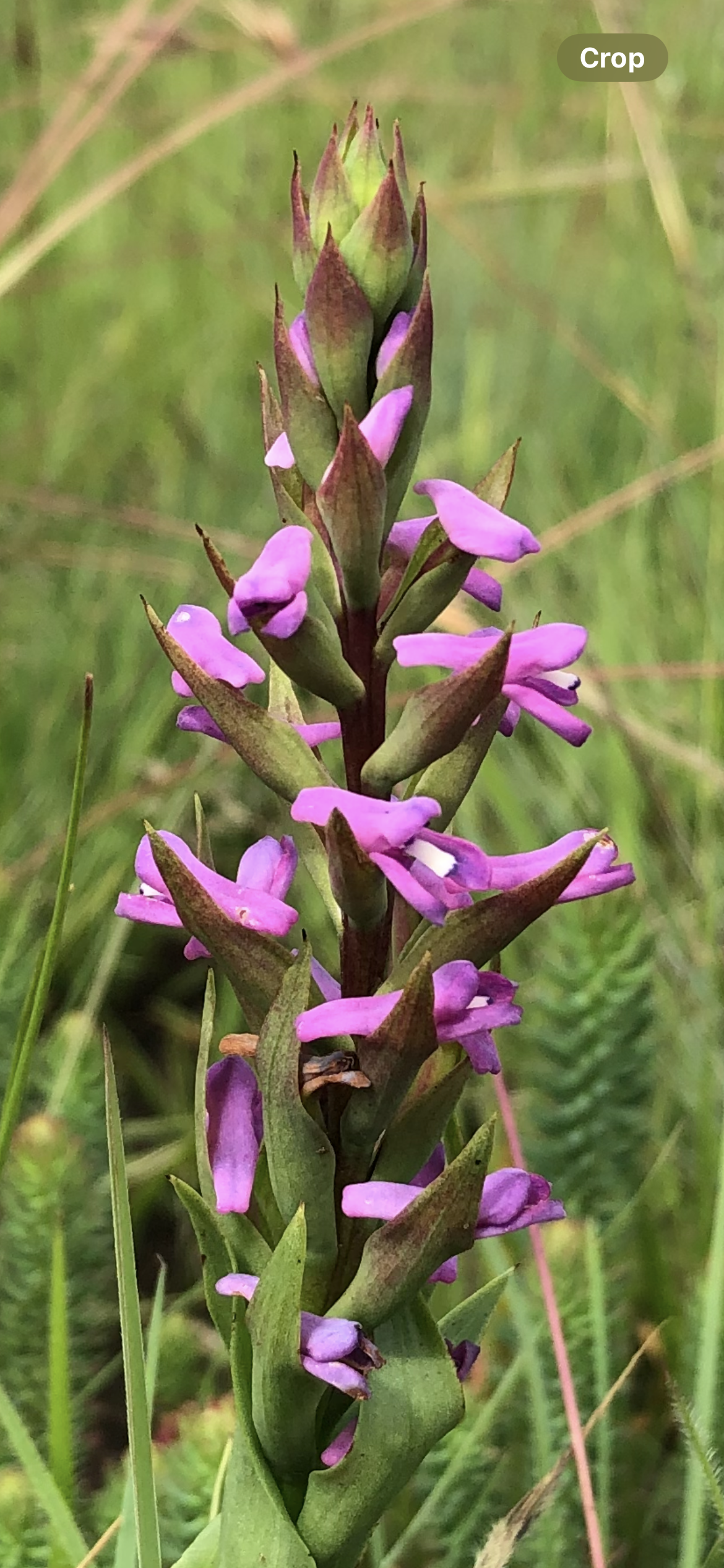 <em>Disa stachyoides</em> flower