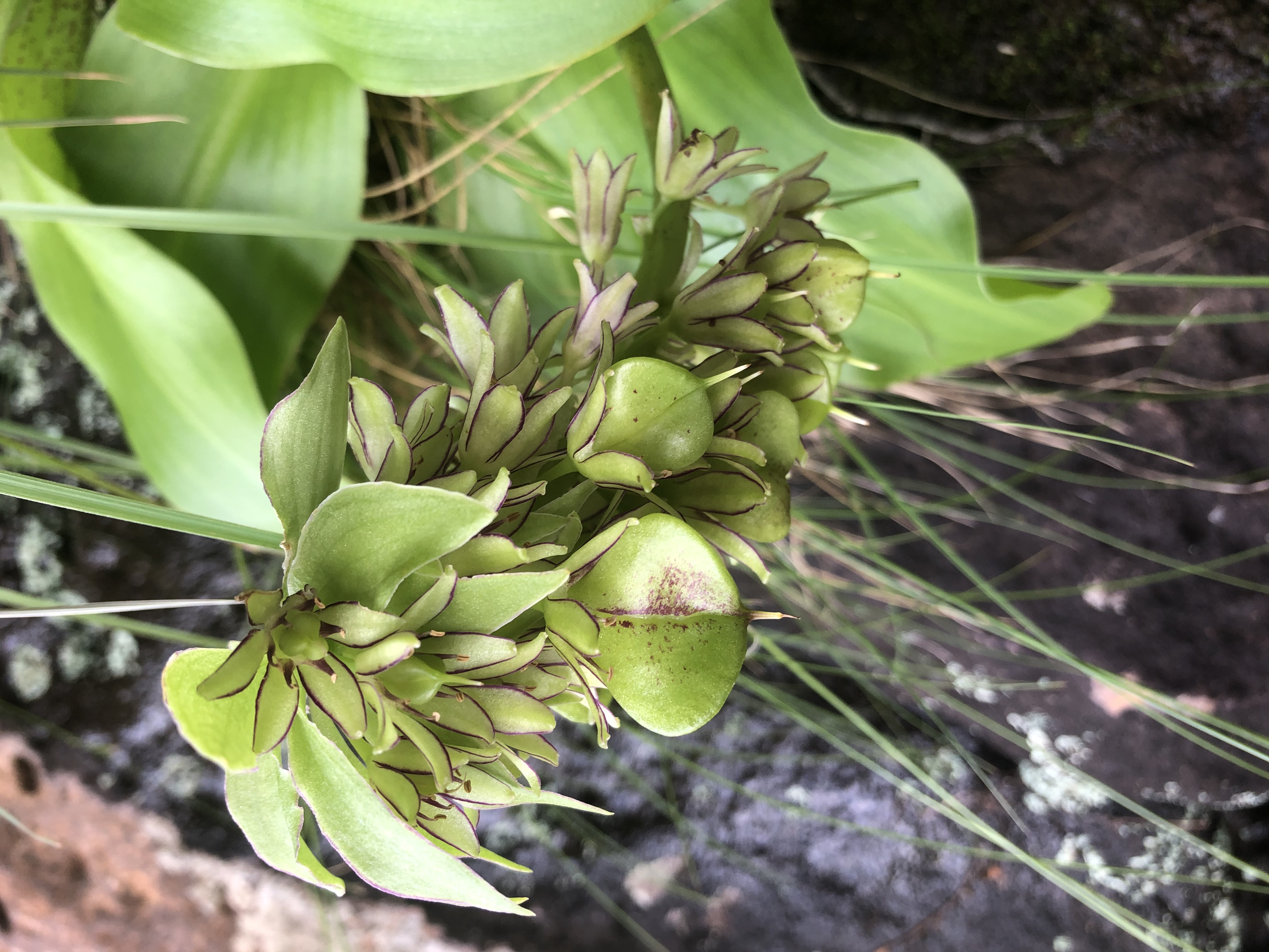<em>Eucomis bicolor</em>; Variegated Pineapple Lily flower