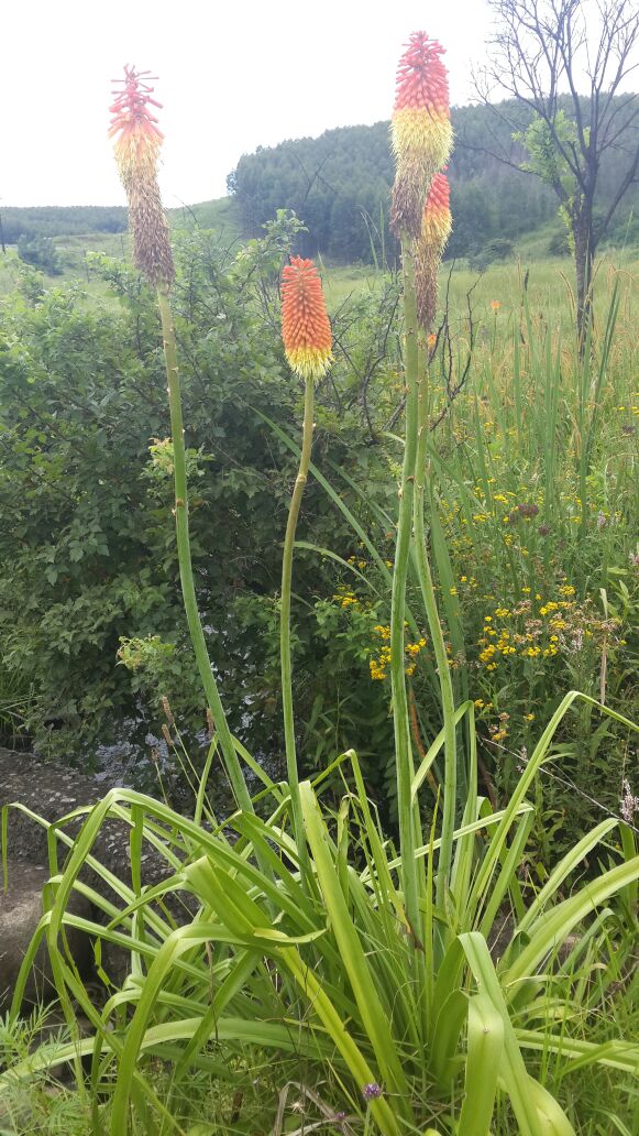 <em>Kniphofia linearifolia</em>; Common Marsh Poker flower