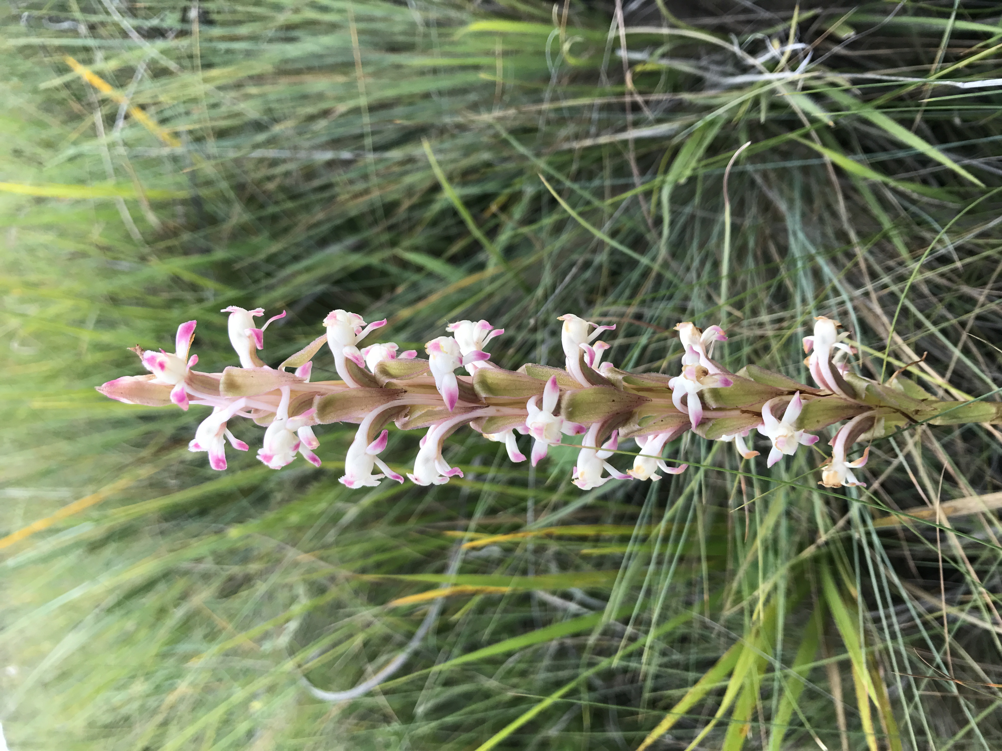 <em>Satyrium longicauda</em>; Longtail Satyre