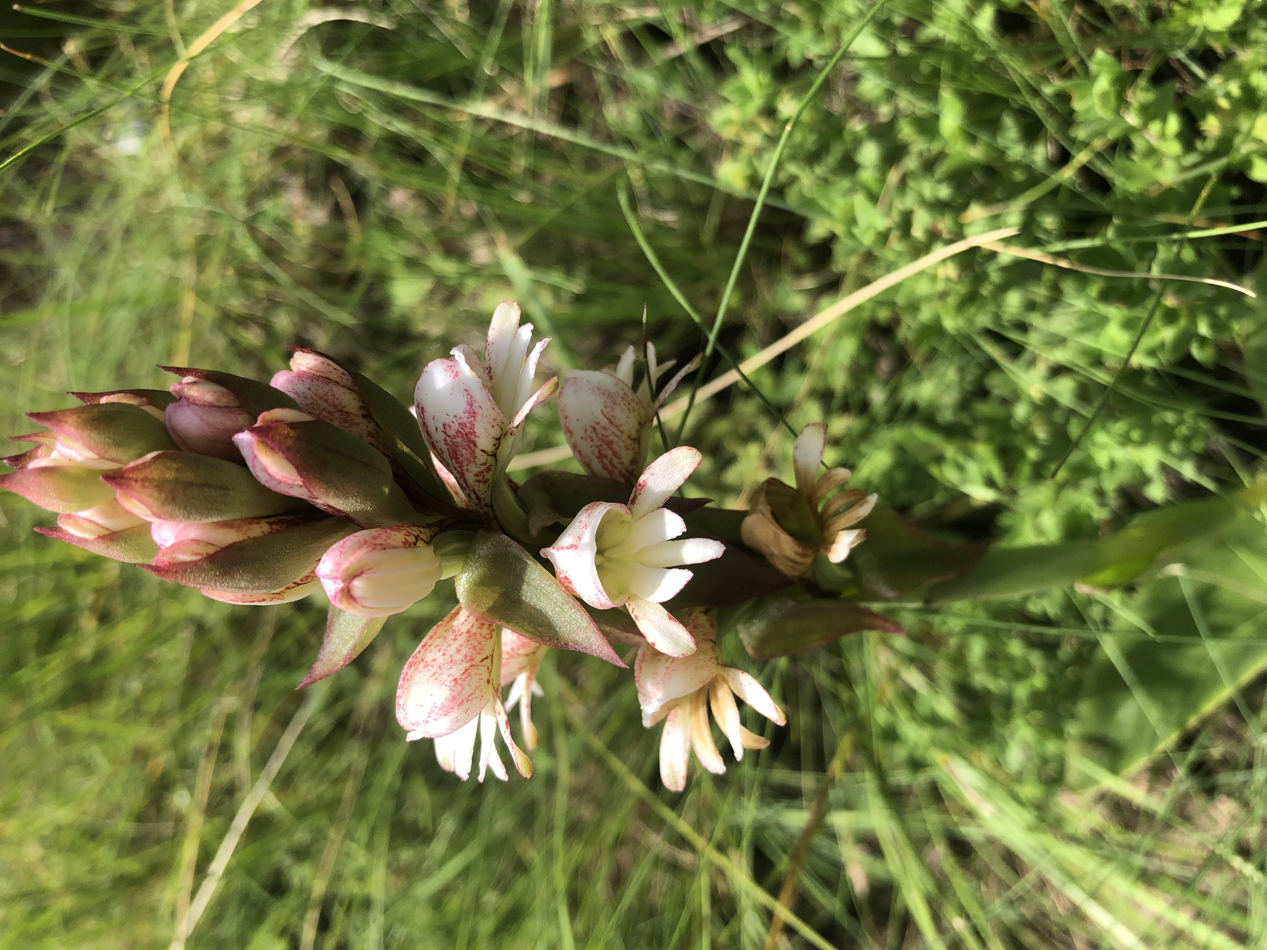 <em>Satyrium sphaerocarpum</em>; Red-Inner Satyre