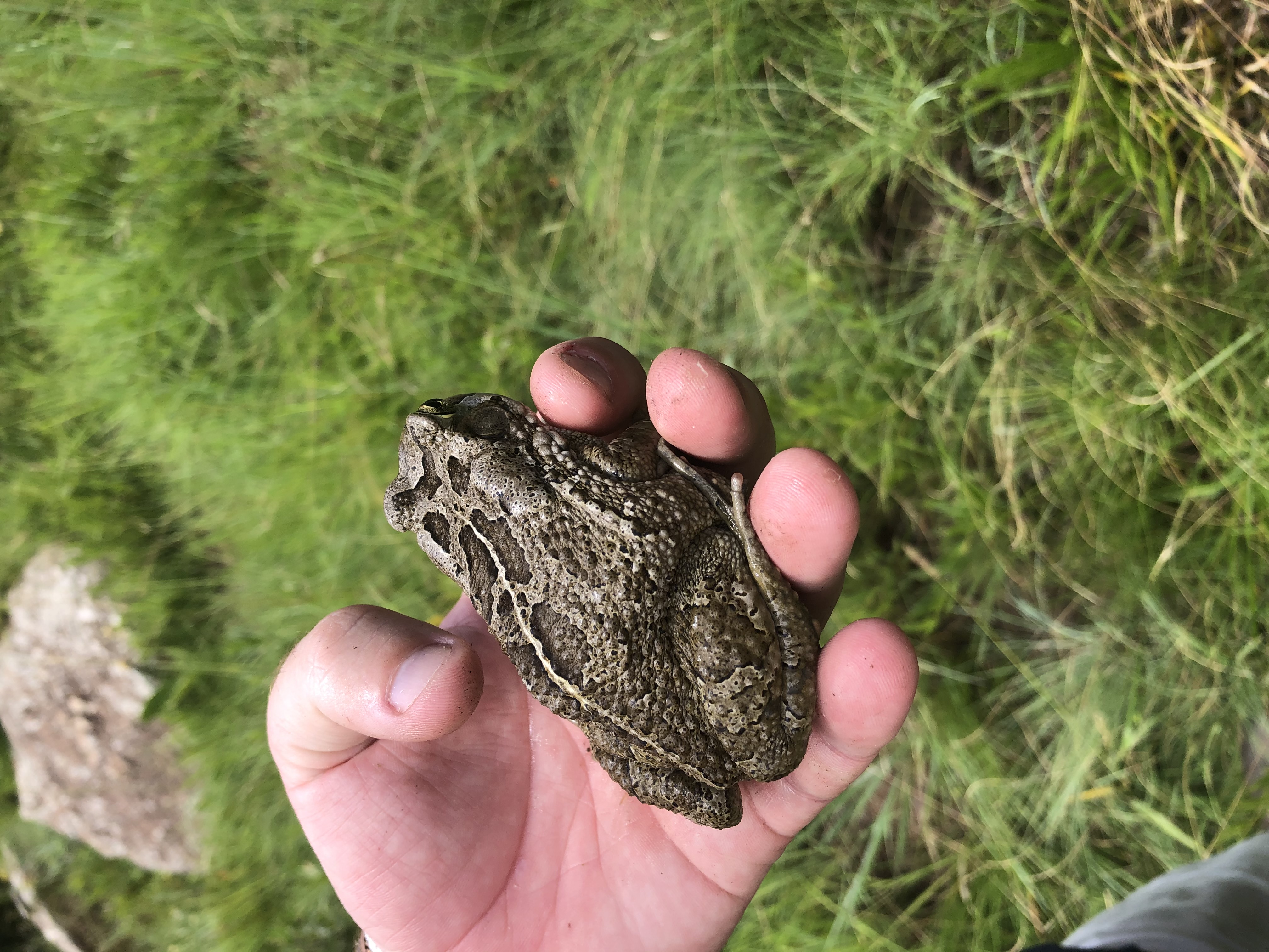 <em>Sclerophrys capensis</em>; Raucous Toad