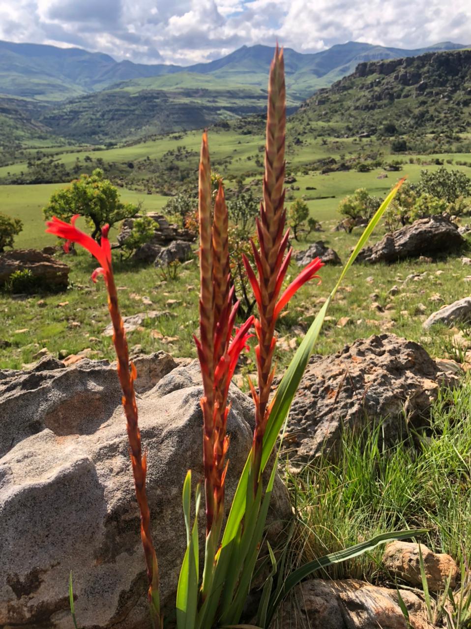 <em>Watsonia</em> genus flower