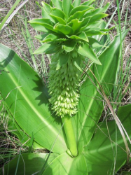 <em>Eucomis autumnalis</em>; Autumn Pineapple Lily