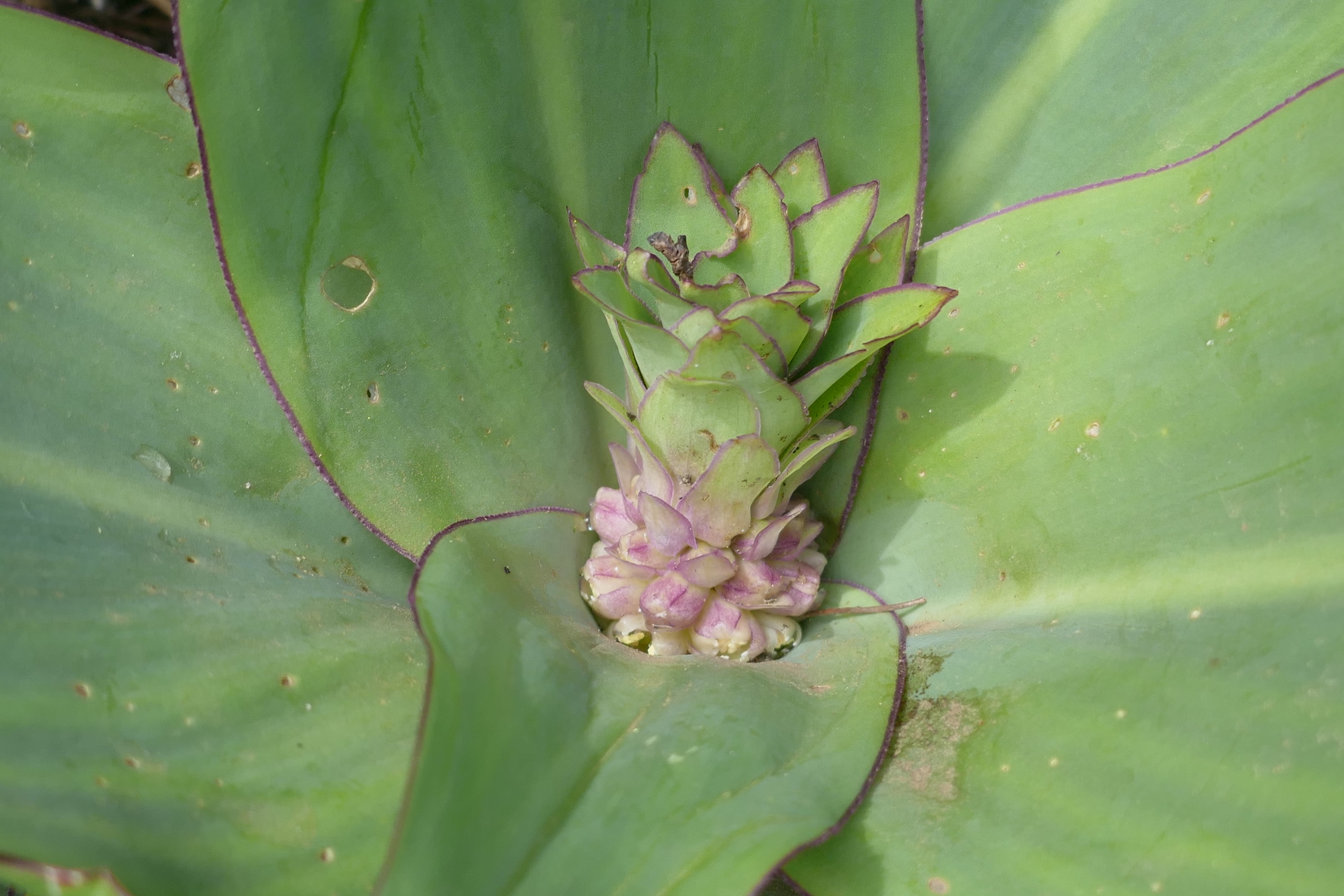 <em>Eucomis schijffii</em>; Miniature Pineapple Lily