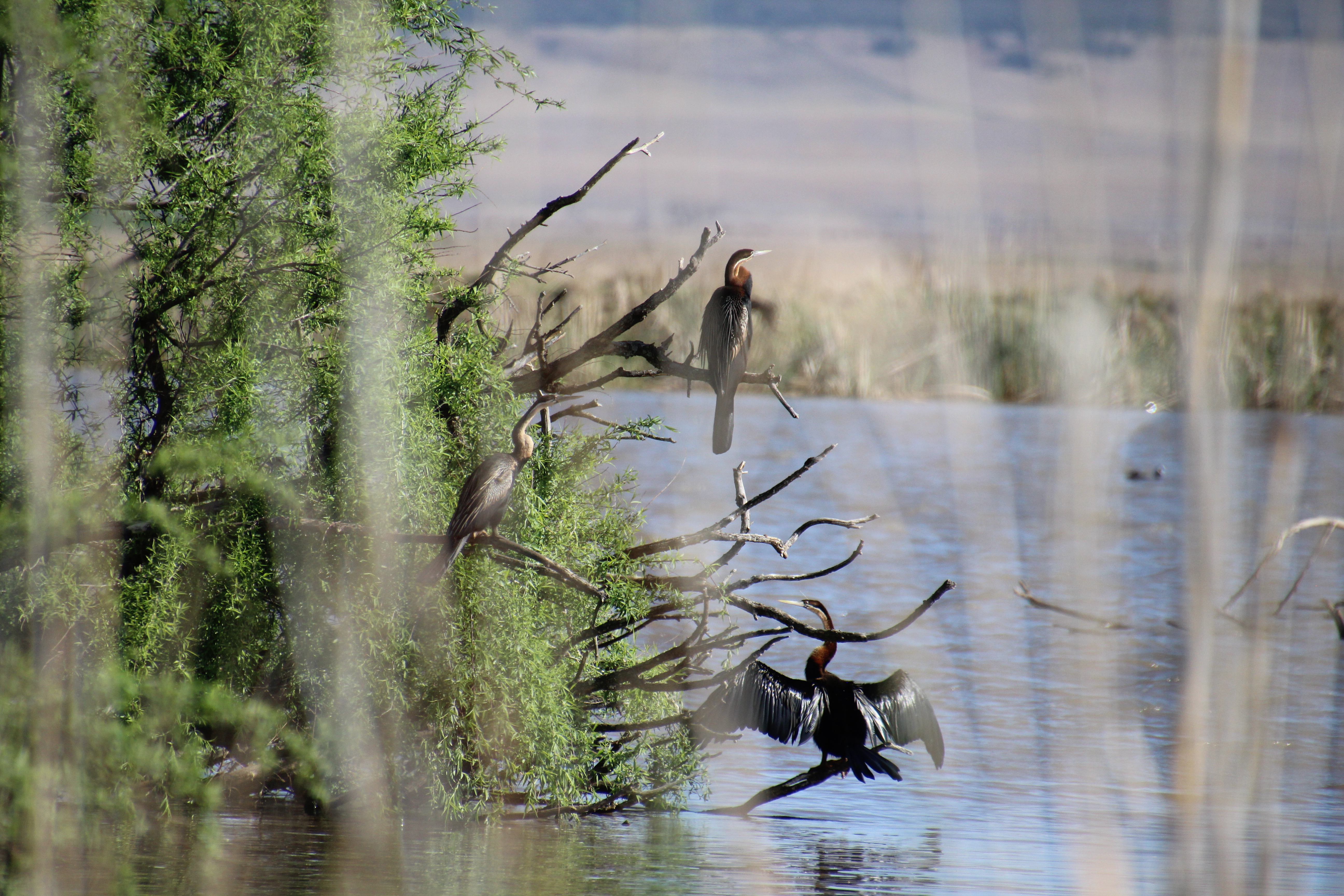 <em>Anhinga rufa</em>; African Darter