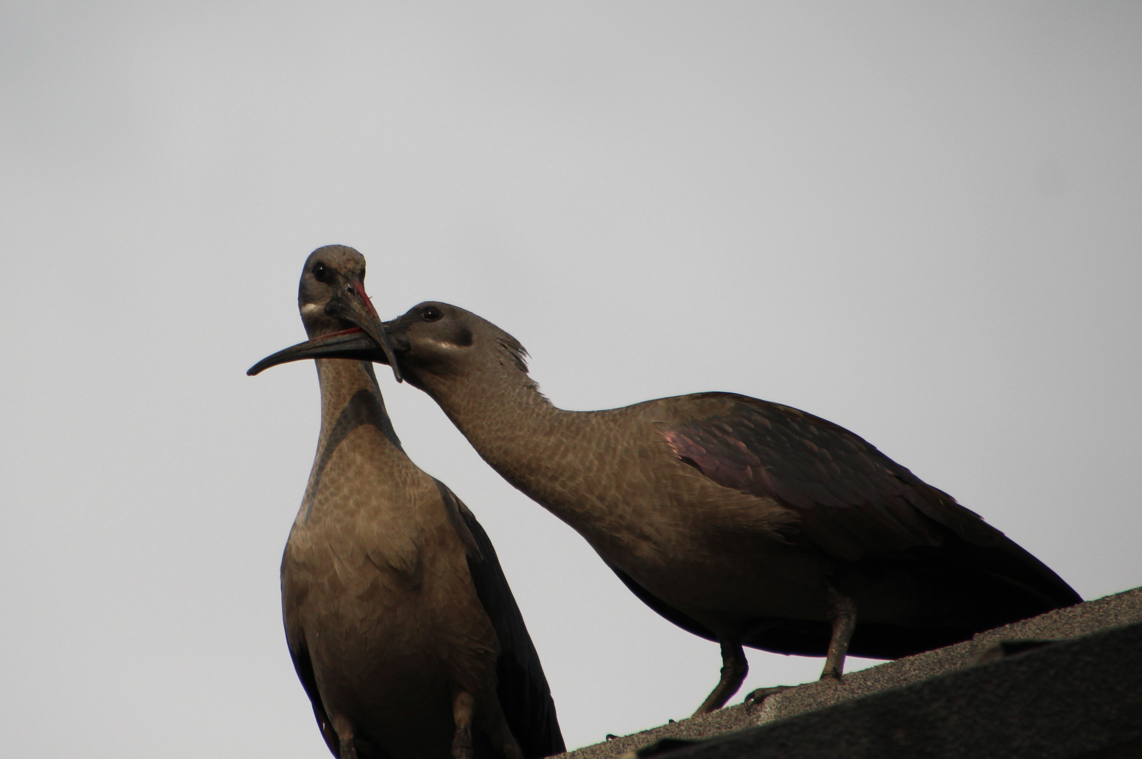 <em>Bostrychia hagedash</em>; Hadada Ibis mating pair