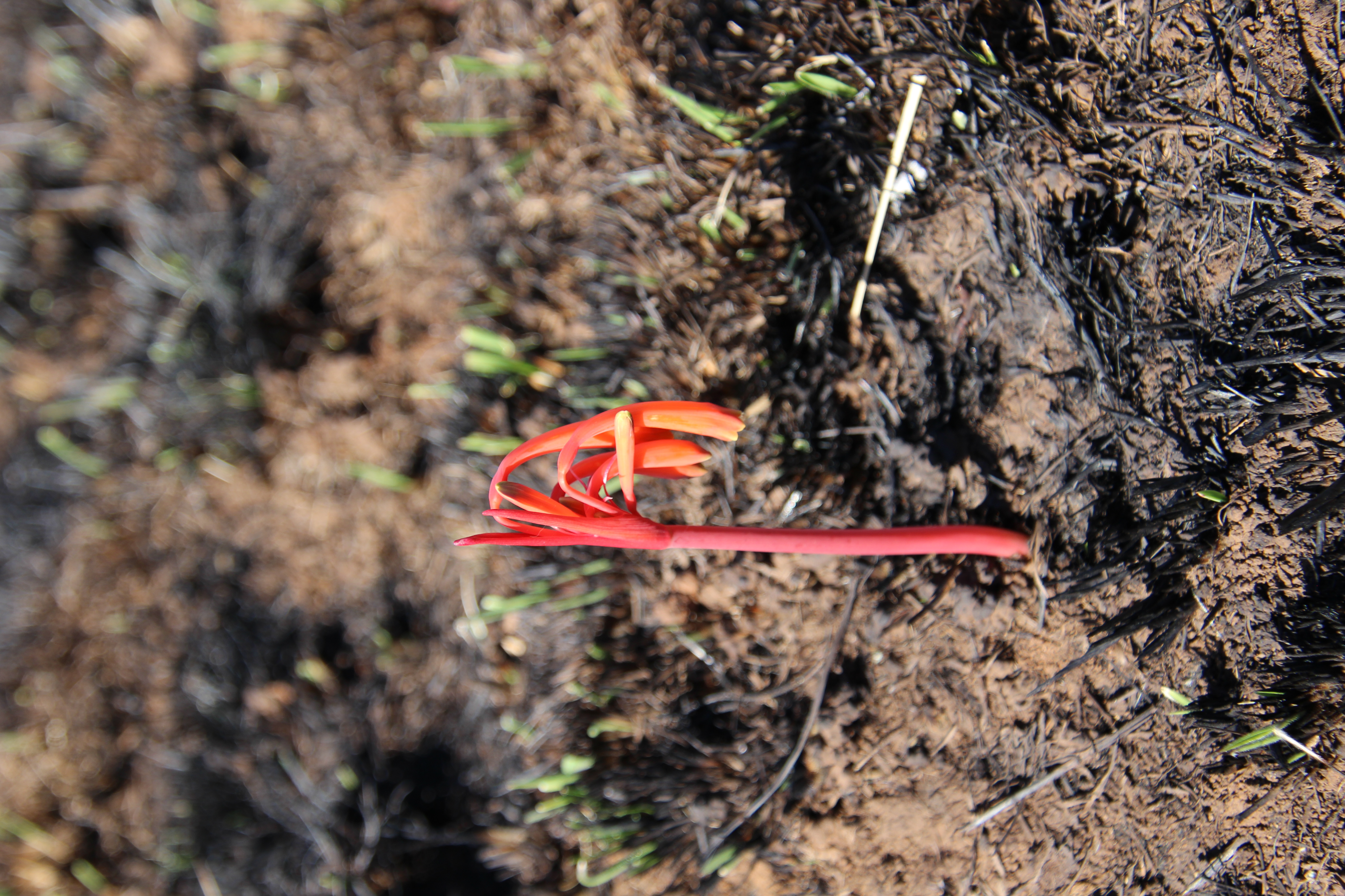 <em>Cyrtanthus tuckii</em>; Greentip Firelily