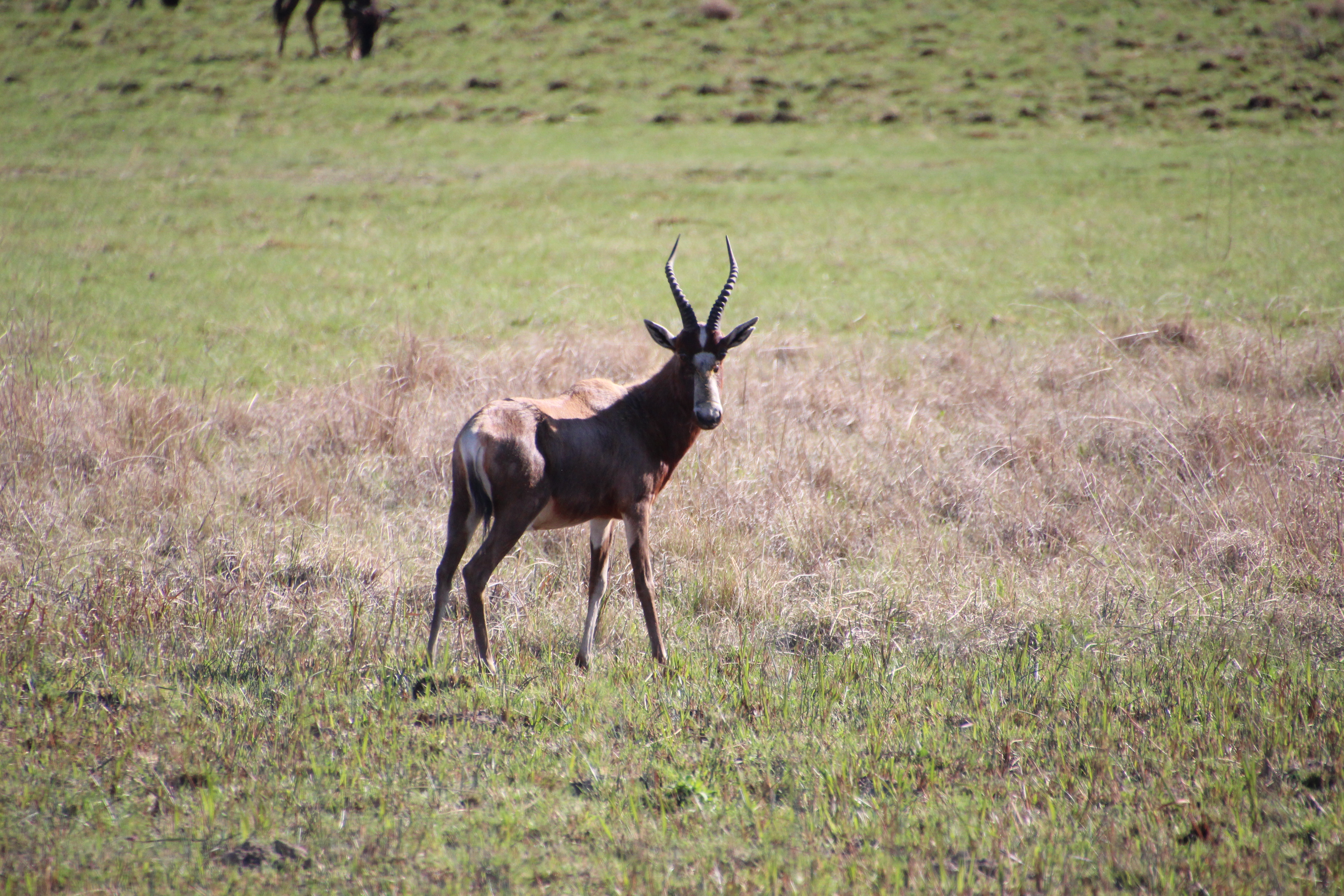 <em>Damaliscus pygargus phillipsi</em>; Blesbok