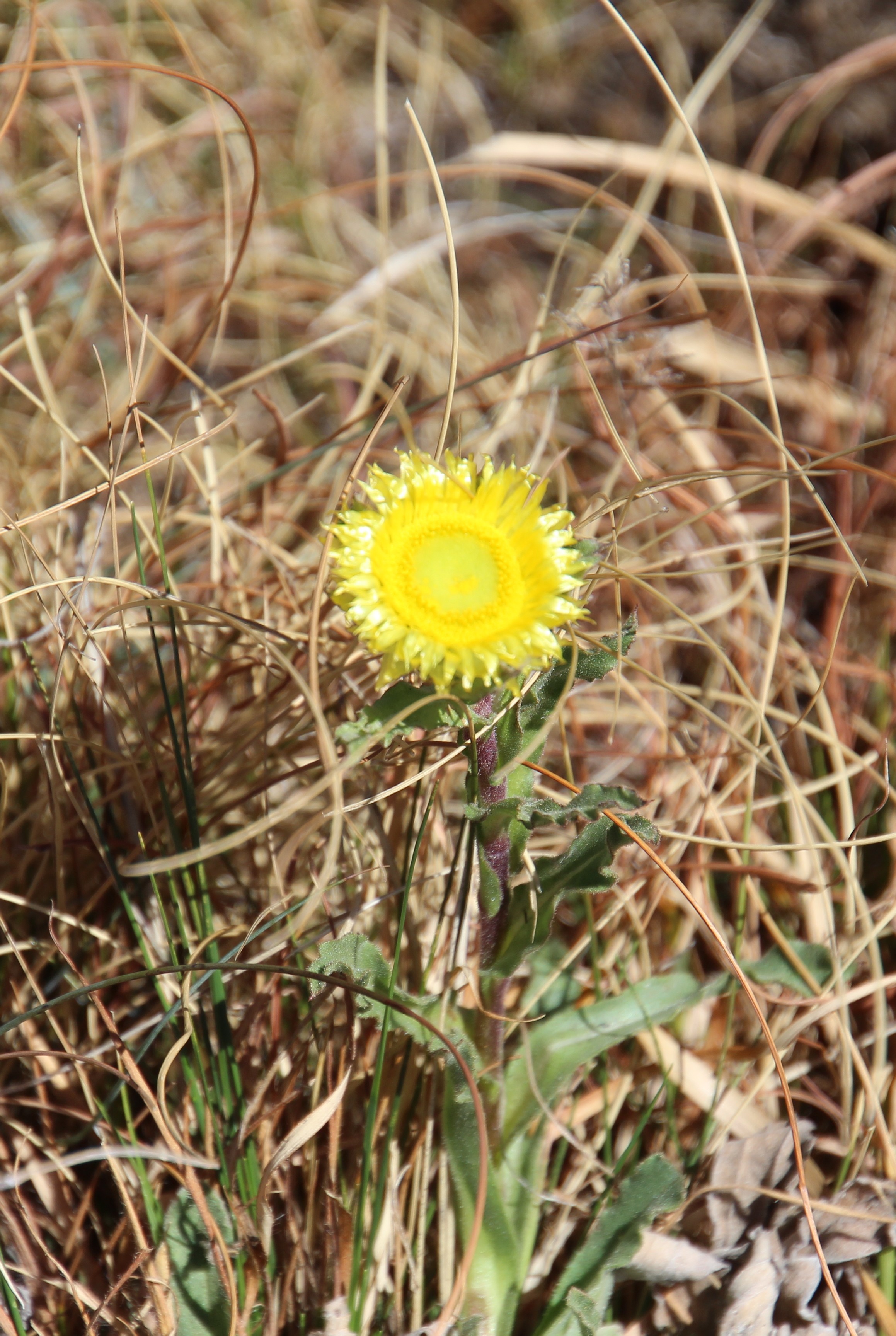 <em>Helichrysum setosum</em>; Sunny Everlasting