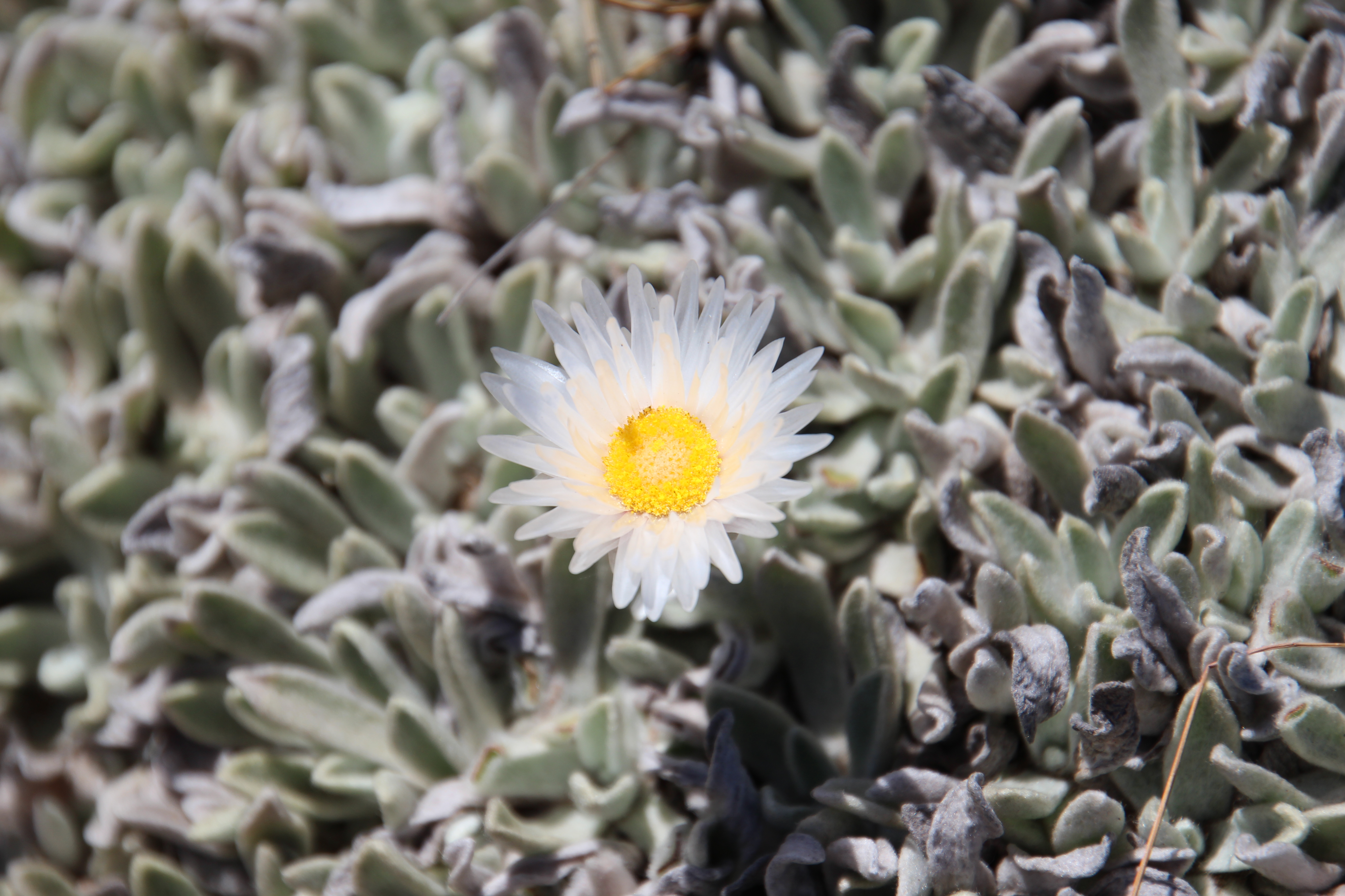 <em>Leucochrysum alpinum</em>; Alpine Sunray