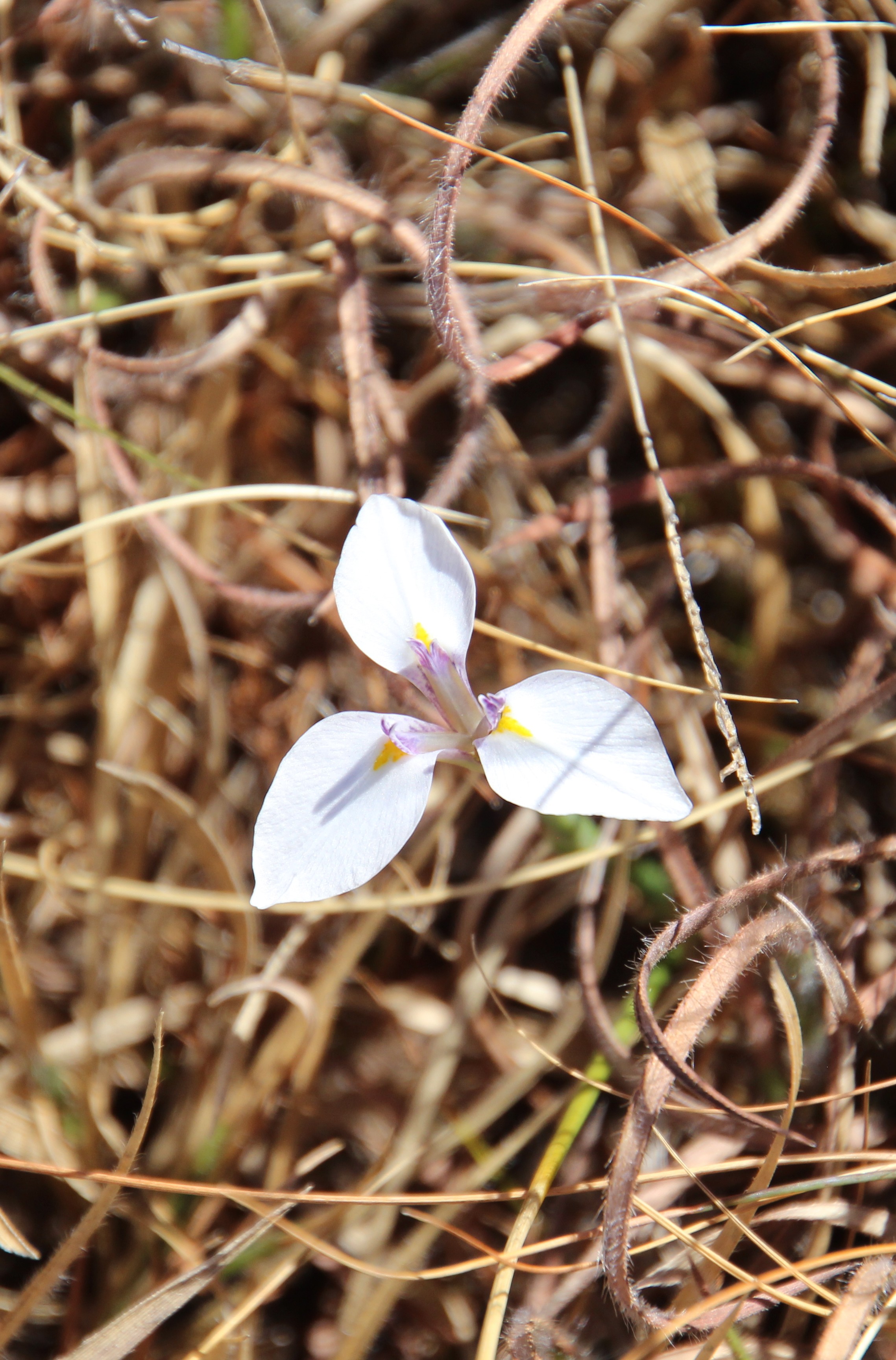 <em>Moraea albicuspa</em>; Whitetip Uintjie