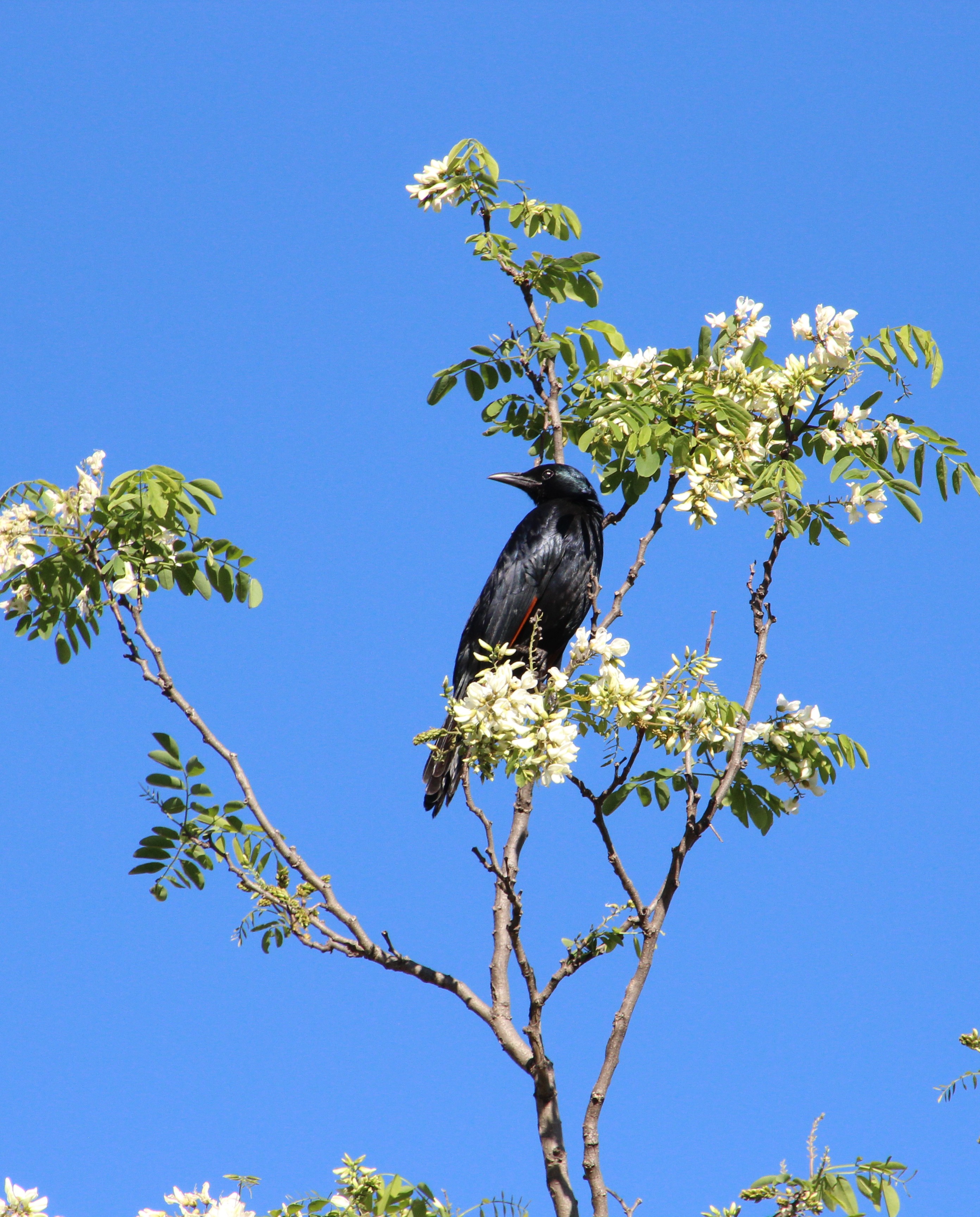 <em>Onychognathus morio</em>; Red-winged Starling