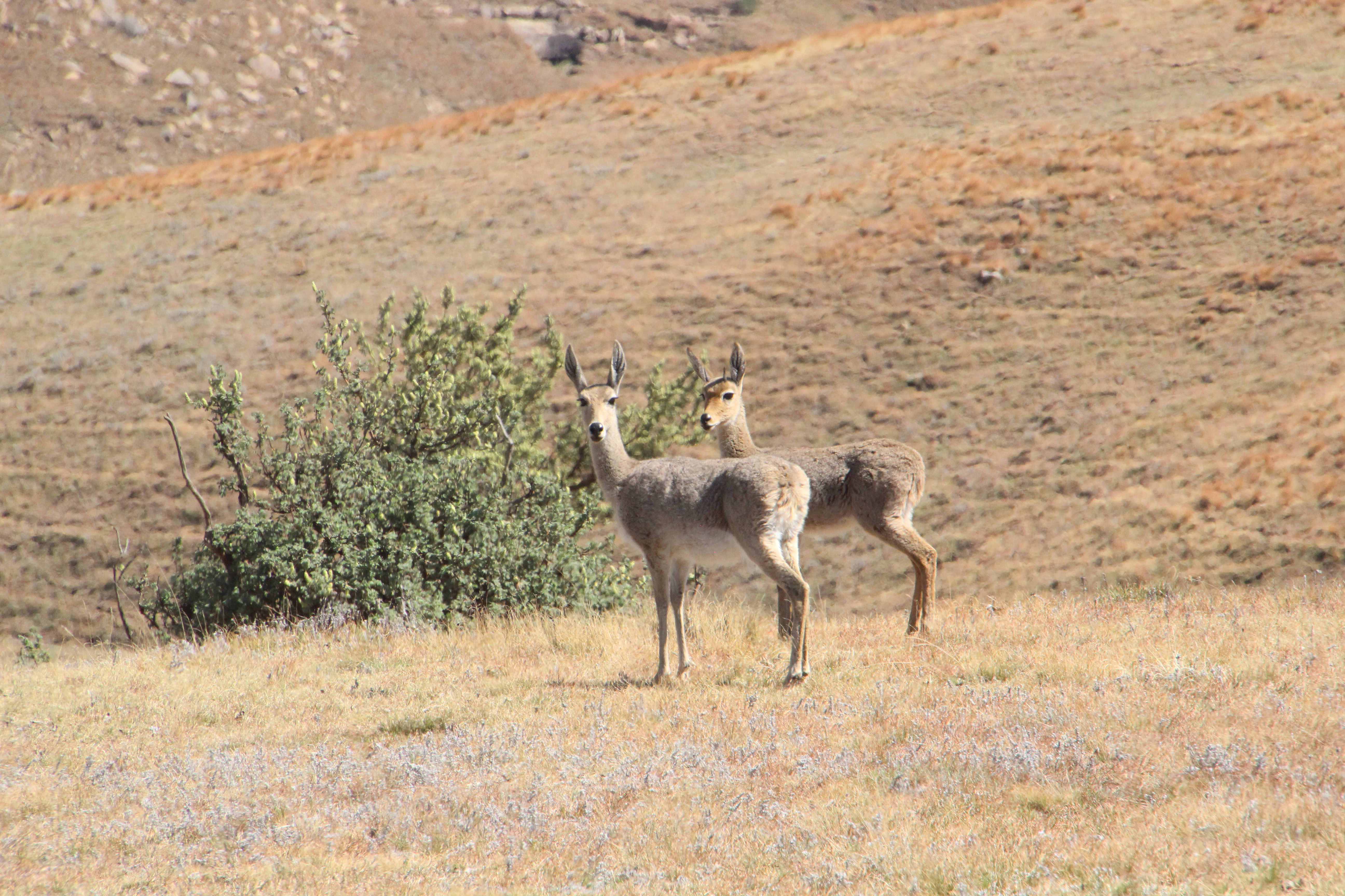 <em>Pelea capreolus</em>; Grey Rhebok pair