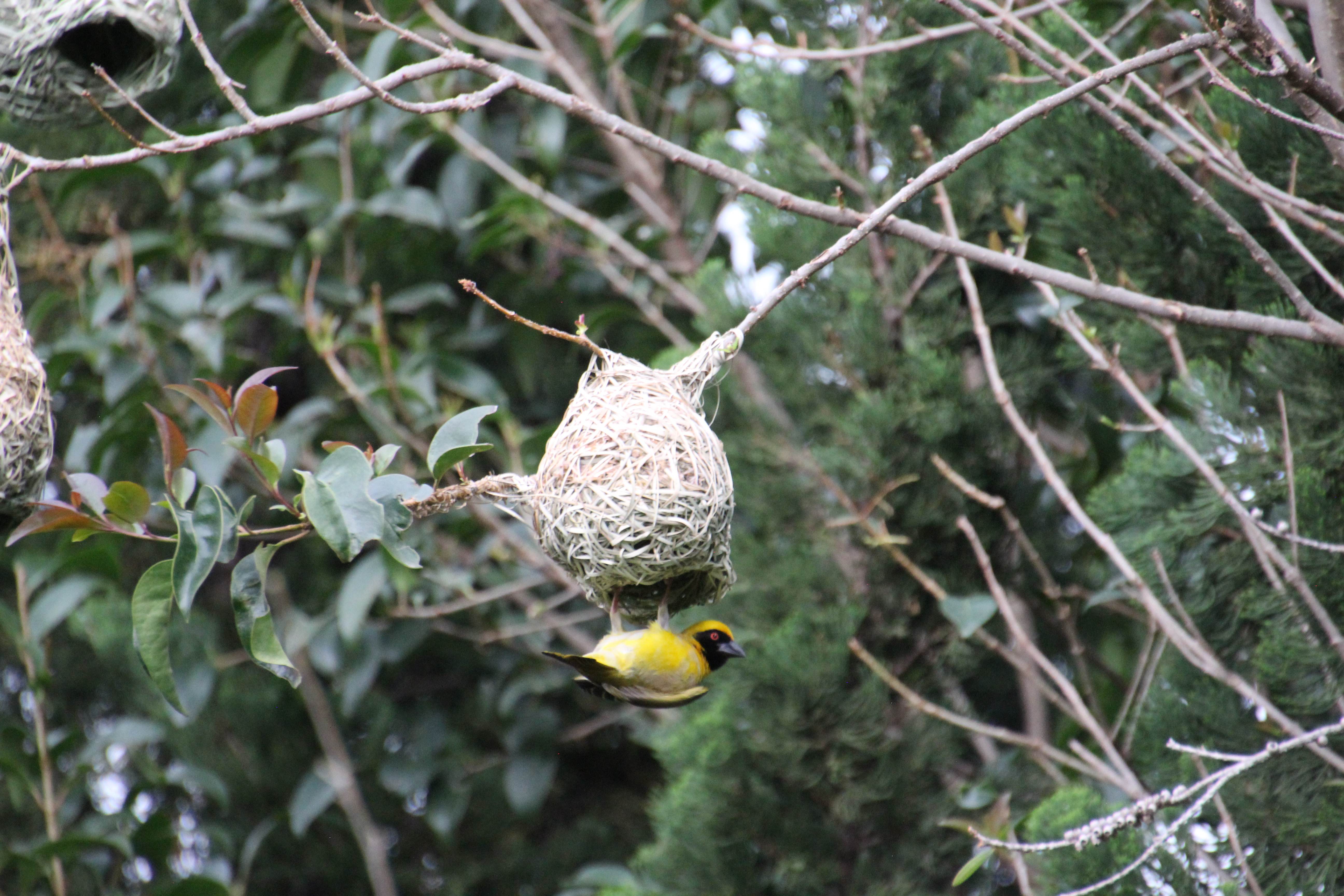 <em>Ploceus velatus</em>; Southern Masked Weaver