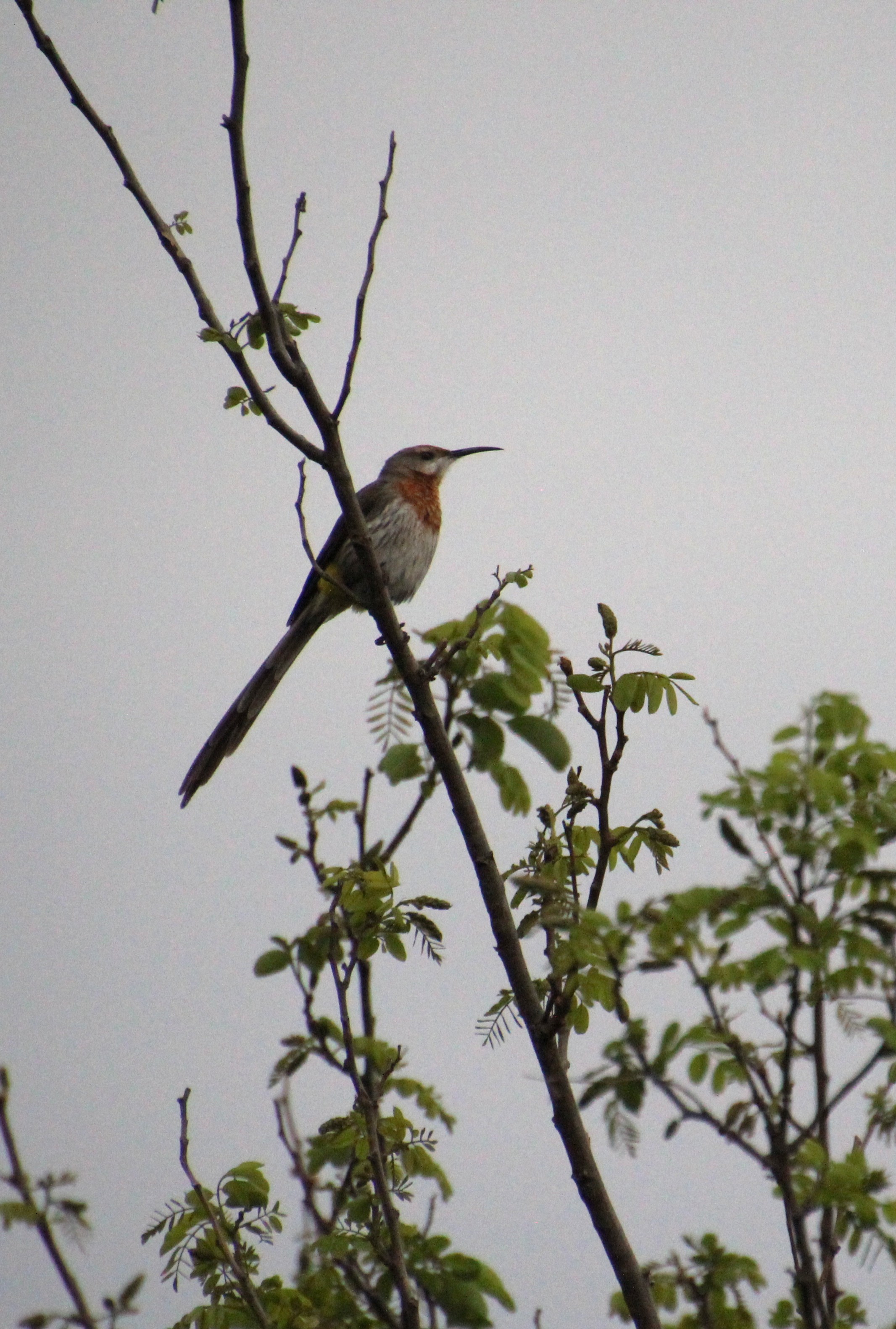 <em>Promerops gurneyi</em>; Gurney's Sugarbird