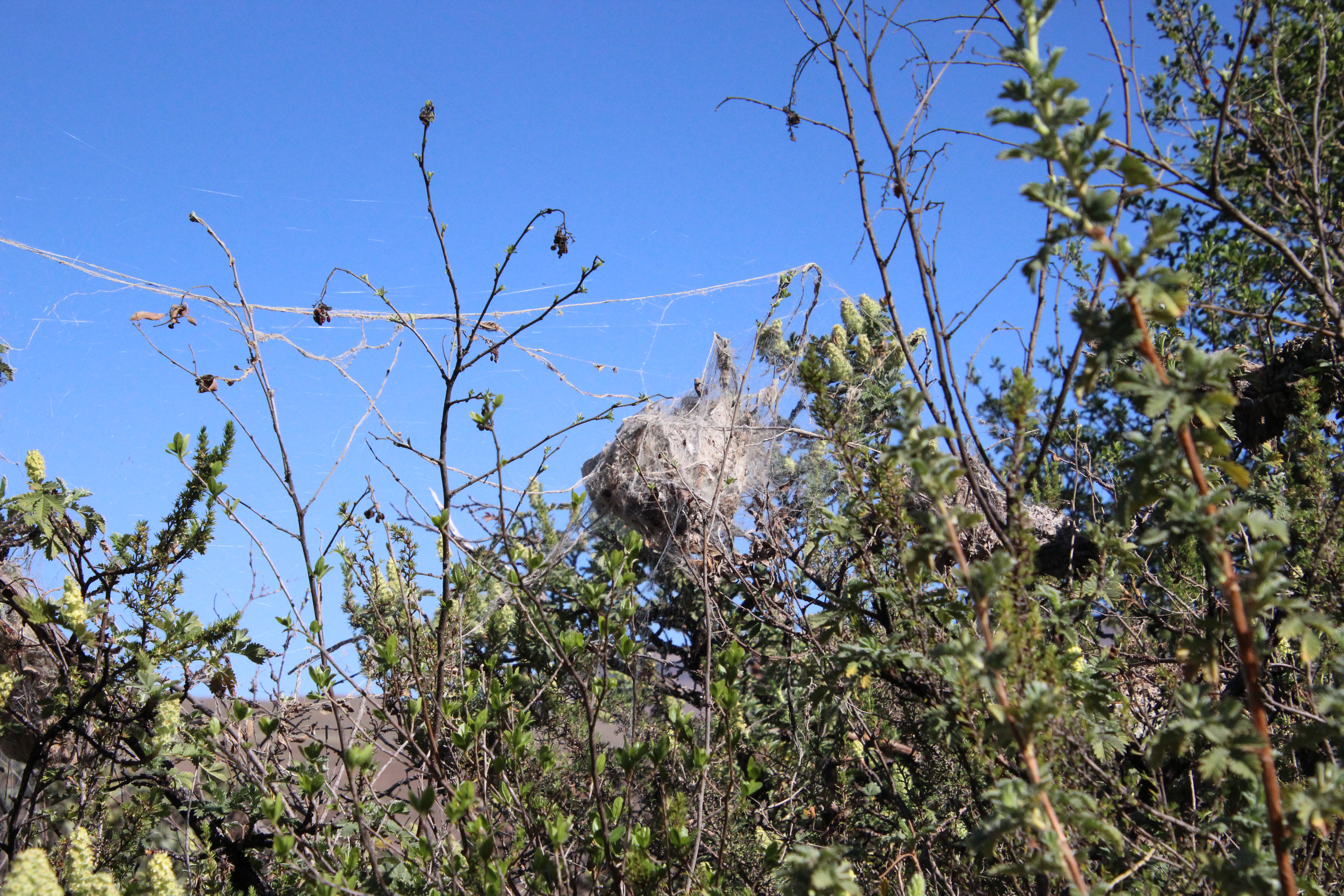 <em>Stegodyphus dumicola</em>; African Social Spider web