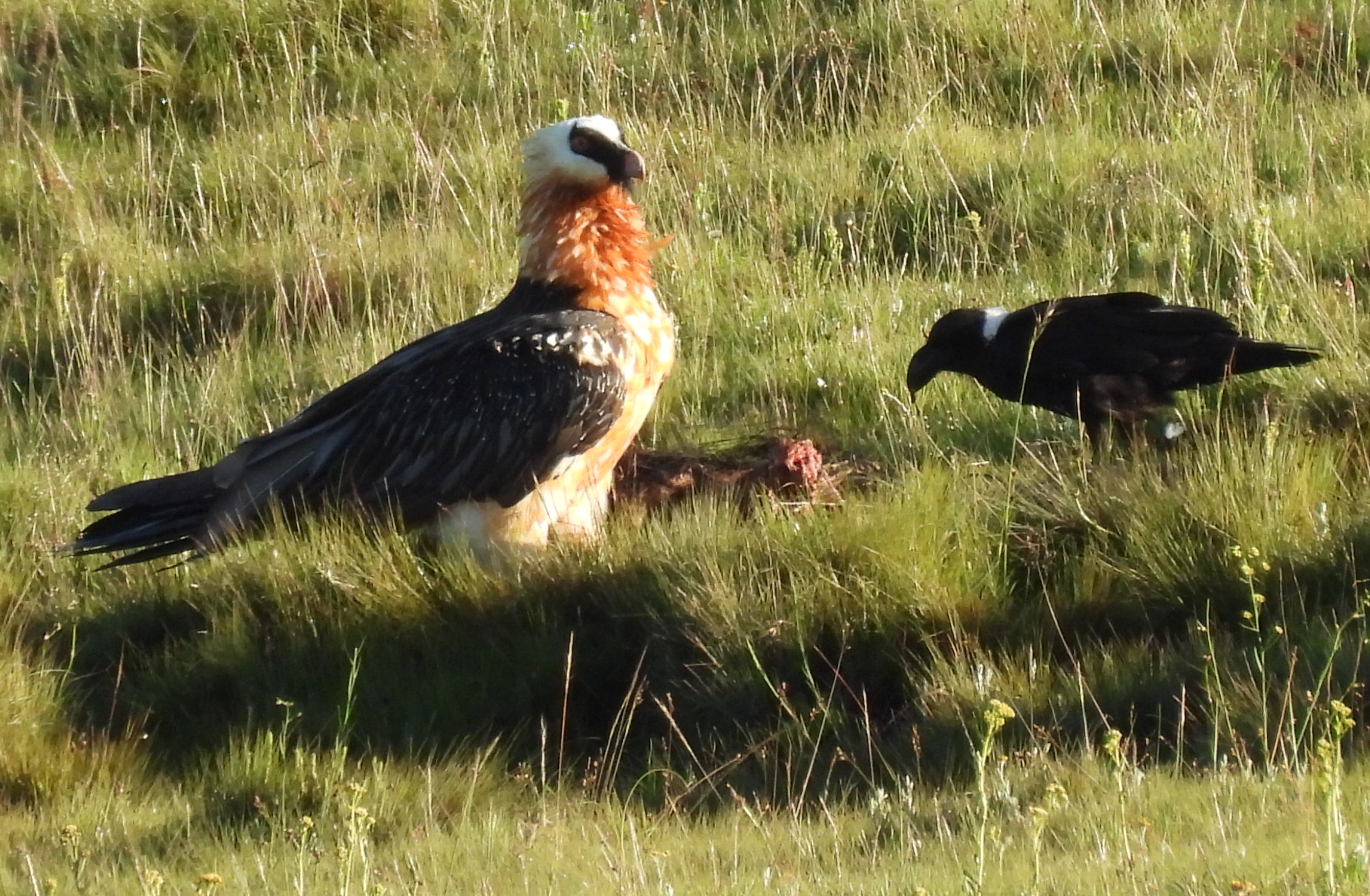 Bearded vulture at carcass