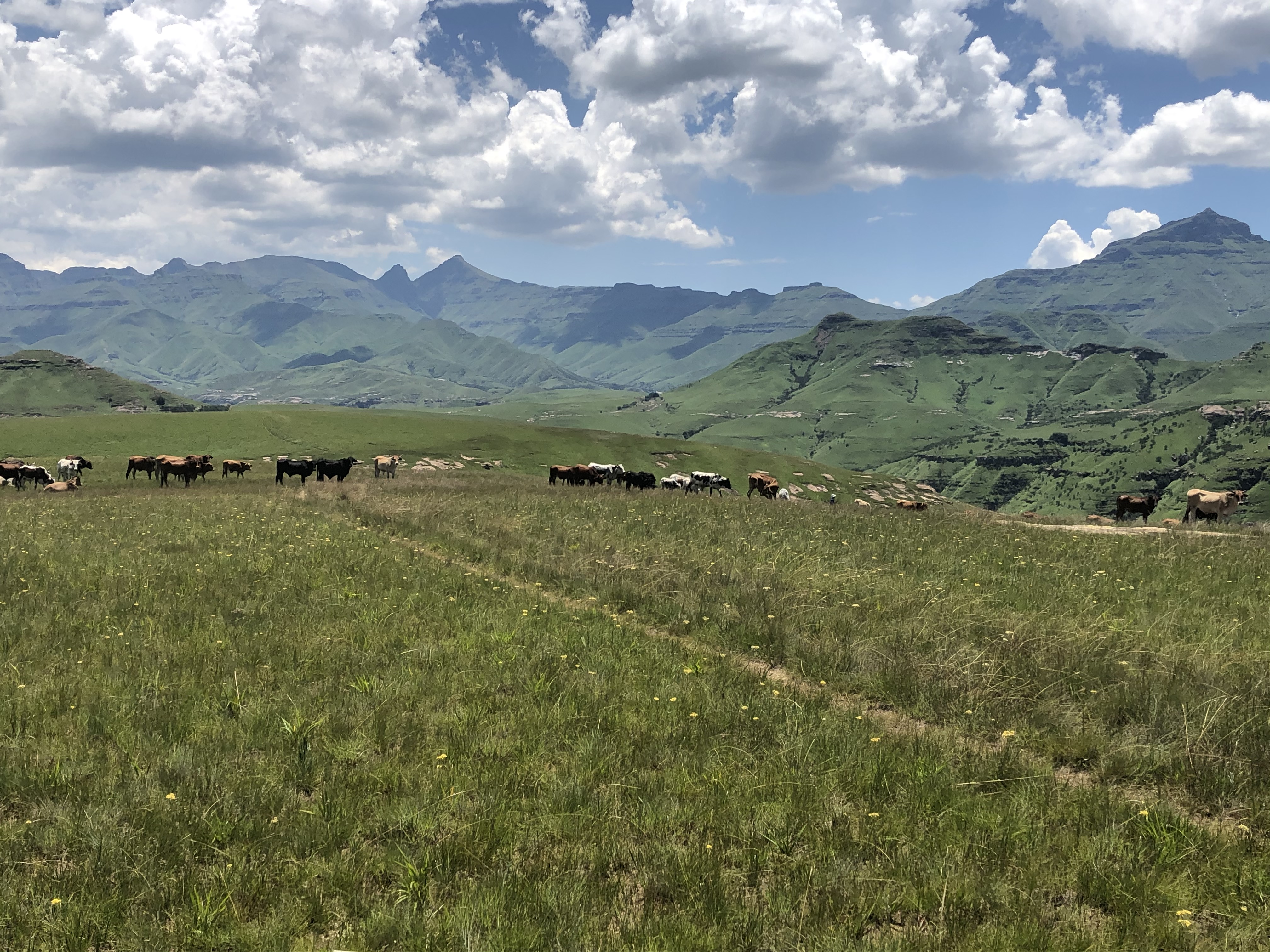 Cattle in the landscape