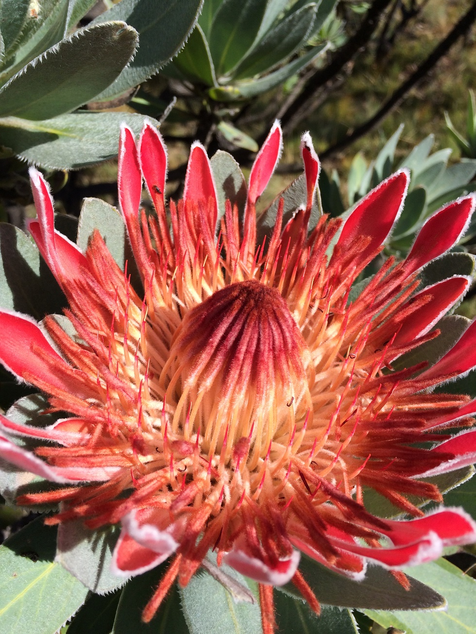 Protea
